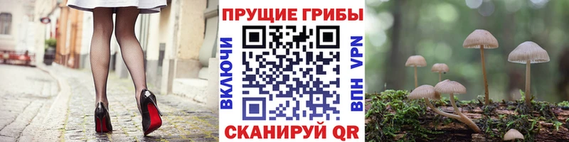 где можно купить   Семёнов  Галлюциногенные грибы ЛСД 